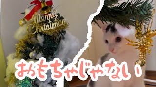 もうすぐクリスマスなので子供と一緒に飾り付け、ツリーは猫のいいおもちゃ。＃保護猫＃ネコ＃クリスマス