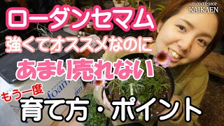 ローダンセマム　育て方・ポイント   良い点　長持ちさせる方法　宿根草【おうちでガーデニング】開花園チャンネル