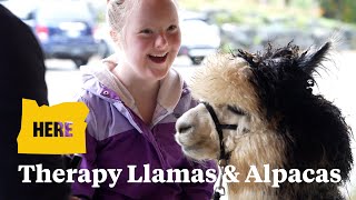 Llamas and alpacas bring laughter and love to Portland airport: See where they live