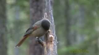 LAVSKRIKA  Siberian Jay  (Perisoreus infaustus)  Klipp - 1478