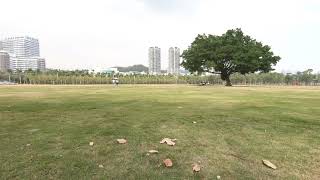 珠海【秋】 海天公園 中山大學附屬醫院前/ 情侶中路旁 Autumn, Zhuhai City