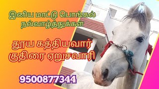 மாட்டு பொங்கல் நல்வாழ்த்துக்கள் - தூய கத்தியவார் ஏறுசவாரி #horse #kathiyawadi #for_sale #stallion