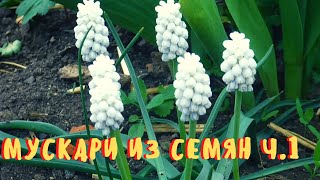 Мускари из семян ч.1. How to grow Muscari from seeds. part 1