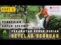 BEGINI PERAWATAN KEBUN DURIAN SETELAH BERBUAH | Pemberian Kapur Dolomit (Part 2)