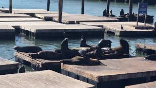 Sea Lions, San Francisco