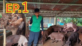 เลี้ยงหมูป่าหมูเหมยซานลูกผสม!!ให้ประสบความสำเร็จพร้อมเคล็ดลับดีๆที่น้อยคนจะบอก