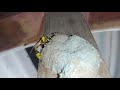 ran kumbala රන් කුඹලා  potter wasp builds a nest roon roon hada dila රුං රුං හඬ දීලා