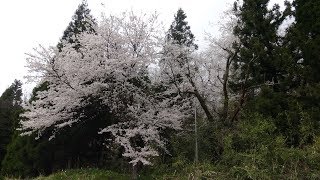 春の即身仏ミイラ堂、桜満開！！