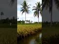 Mina Padi #ikannila #sawah #padikolam #budidayaikan #shorts #short