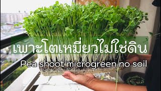 เพาะโตเหมี่ยวไม่ใช่ดินง่ายสุดๆ ไม่เป็นเชื้อรา ต้นตรงอวบสวย How to grow pea shoot microgreen no soil