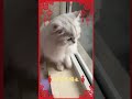 新年摸猫头，万事不用愁~ 新年快乐 cat cute cutecat