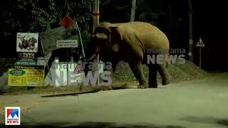 പിടി സെവനെന്ന ഒറ്റയാൻ വീണ്ടും ജനവാസ മേഖലയിലിറങ്ങി ​|PT7 |Elephant