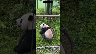 迈迈荡秋千～真是乖宝宝，心都化了！ #panda #大熊貓