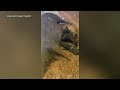 maui pig sanctuary rescued 14 pigs that survived lahaina fire