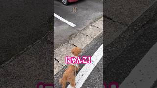 猫とにらめっこしたら？ #shorts