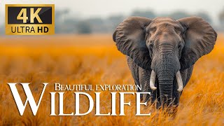 Ultimate Exploration Wildlife 4K 🦧 Discovery Animals Breathtaking Planet Movie w