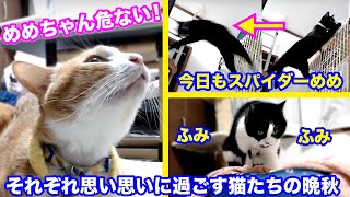 ＜2匹の猫通信＞「ほっこりライブ」危なっかしいスパイダーめめちゃん！ハッチのフミフミタイムも見てね 2019 11 25　-Cat Live Stream in Japan - Cat Life TV