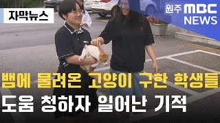 [자막뉴스] 뱀에 물려온 고양이 구한 학생들.. 도움 청하자 일어난 기적 (2024. 9. 5 원주MBC)