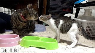 「先住猫と新入り猫②」一緒に遊びたい先住猫のミーコ！Introducing kittens to an older cat