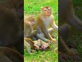 Cute Tiny Baby Luno Plays Happily Around Beloved Mom | Lovely Family Monkey Life