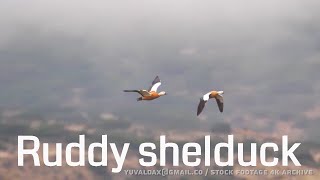 Ruddy shelduck