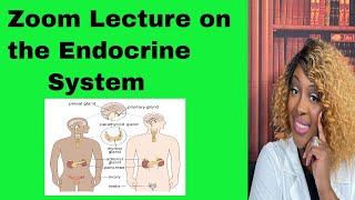 Endocrine Function in Nursing