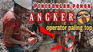 Penebangan POHON ANGKER part10.