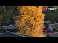 the color of life 1400 years old ginkgo tree in china