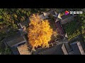 the color of life 1400 years old ginkgo tree in china