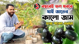 এক বছরেই ফলন ধরবে থাই জাতের কালো জাম, বানিজ্যিক চাষেও রয়েছে ব্যাপক সম্ভাবনা