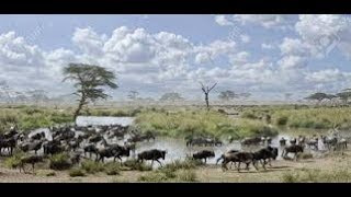 Serengeti National Park Tanzania | One of the most beautiful places in the world to visit