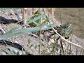 Frog fights for his life against grass snake / Frosch kämpft gegen Ringelnatter um sein Leben