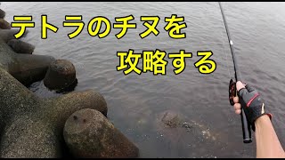 テトラのチヌを攻略する・・・【チヌ釣り　黒鯛釣り　落とし込み　ヘチ釣り　前打ち】