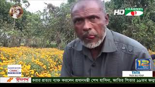 সাতক্ষীরার তালা উপজেলায় প্রথমবারের মতো গাঁদা ফুল চাষ