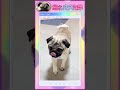 【びっくり😳】お話が通じるパグ。surprise this pug can talk