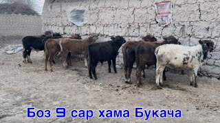 9 сар хама Букача савдо шуданд         9 февраля 2025 г.