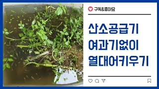 산소공급기와 여과기없이 물안갈아주고 베란다에서 열대어 키우기