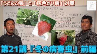 「いちご栽培 いちご農家」冬の病害虫対策 前編 うどんこ病と灰色かび病の対策ご紹介