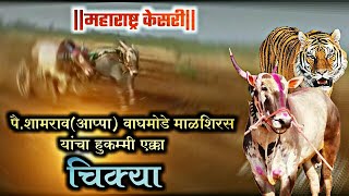 पै.शामराव वाघमोडे माळशिरस यांचा महाराष्ट्र केसरी \