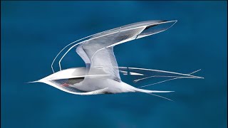 Greaves Electric Mobility | Arctic Tern