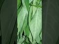 Cassava Leaves Garo Recipe #shorts