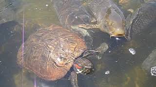 Koi turtle 鯉 亀