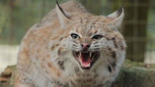 Curious Bobcats Find A Camera In 360!