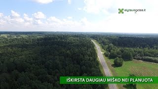 Nuo pareigų nušalinti girininkai ir laikinasis vadovas vėl dirba