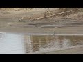 j0332　大分川　ジョウビタキ　セグロセキレイ　oita river　daurian redstart　japanese wagtail