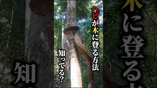 【衝撃】ヘビが木に登る方法知ってる？#海外の反応 #おもしろ