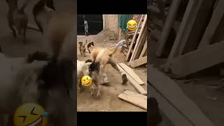 Funny Animal Videos🤣😂🤣 funny dog #shorts #memes #funnyanimals