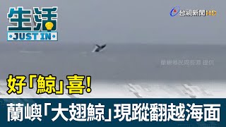 好「鯨」喜！ 蘭嶼「大翅鯨」現蹤翻越海面【生活資訊】