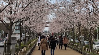 段葛〜鶴岡八幡宮の桜