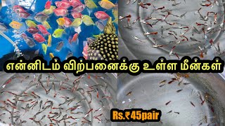 என்னிடம் விற்பனைக்கு உள்ள மீன்கள்|Erode|Guppy|All In Our Fishes|Sales |Aquarium#petslovechannel